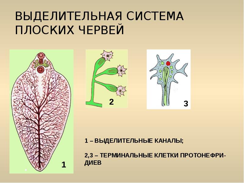 Рисунок выделительной системы животных. Протонефридиальная выделительная система. Протонефридии у плоских червей. Выделительная система протонефридиального типа. Плоские черви выделительная система.