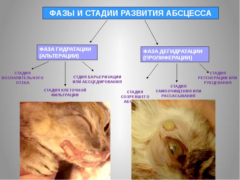 План профилактики незаразных болезней животных