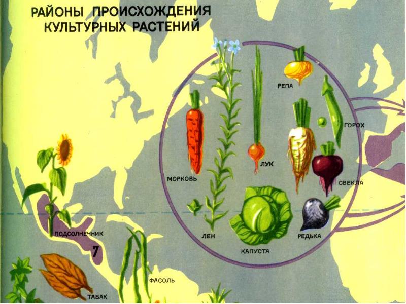 Проект культурные растения 6 класс