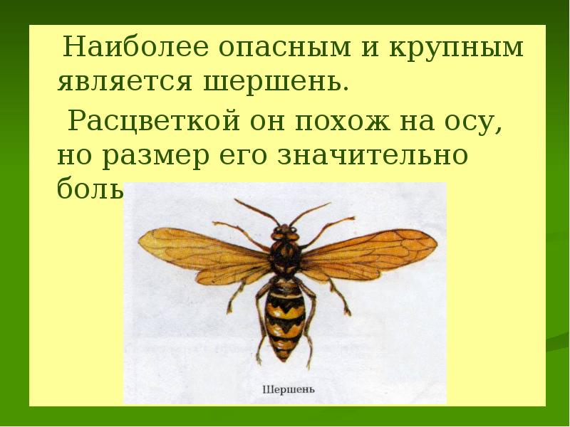 Первая помощь при укусах насекомых презентация