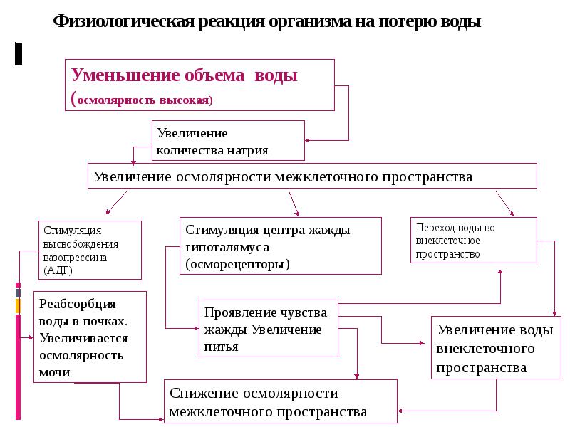 Водный обмен в организме презентация