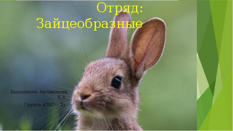 Проект отряд зайцеобразные