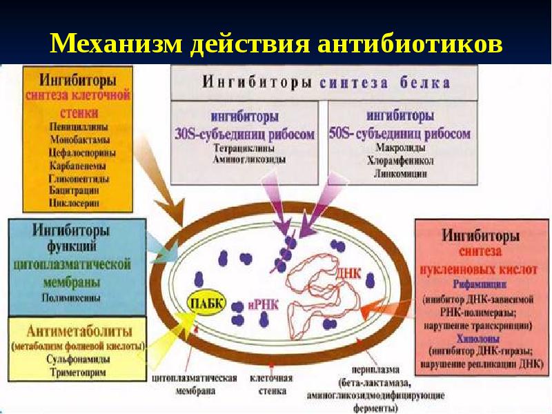 Бета лактамные антибиотики фармакология презентация