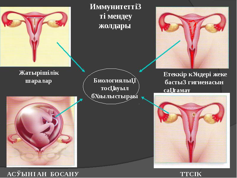 Етеккір циклі презентация