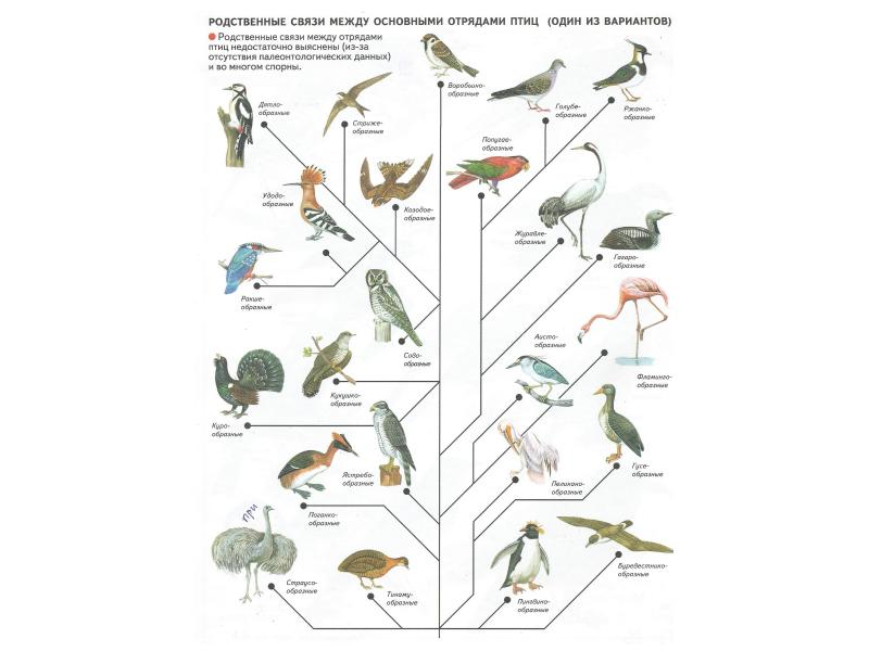 Самостоятельная по классу птиц. Хордовые птицы. Хордовые классификация птицы. Тип Хордовые класс птицы. Птицы это Хордовые животные.