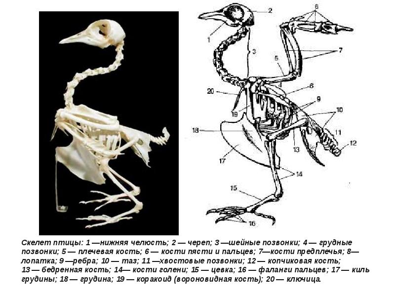 Грудные позвонки у птиц. Птицы плечевая кость скелет. Скелет птицы маленькой спереди. Лопатка птицы скелет. Тип скелета у птиц.