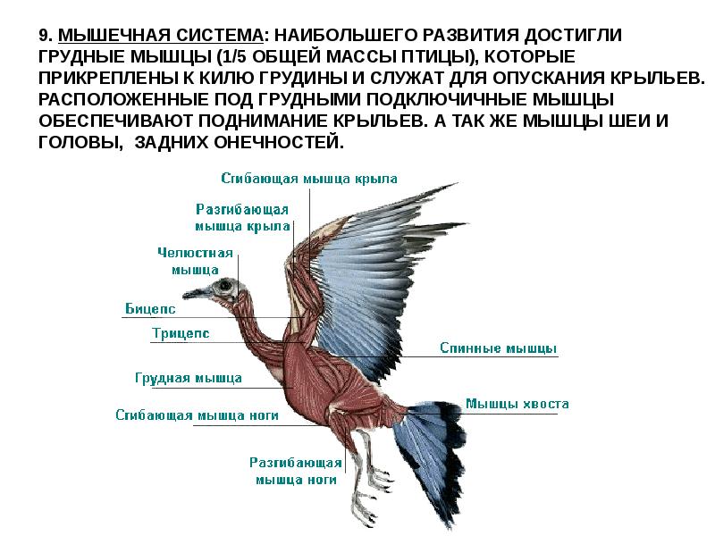 Презентация егэ птицы биология