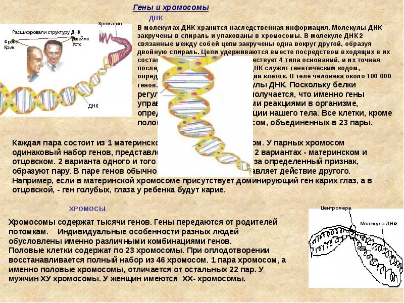 Где находится днк у человека фото