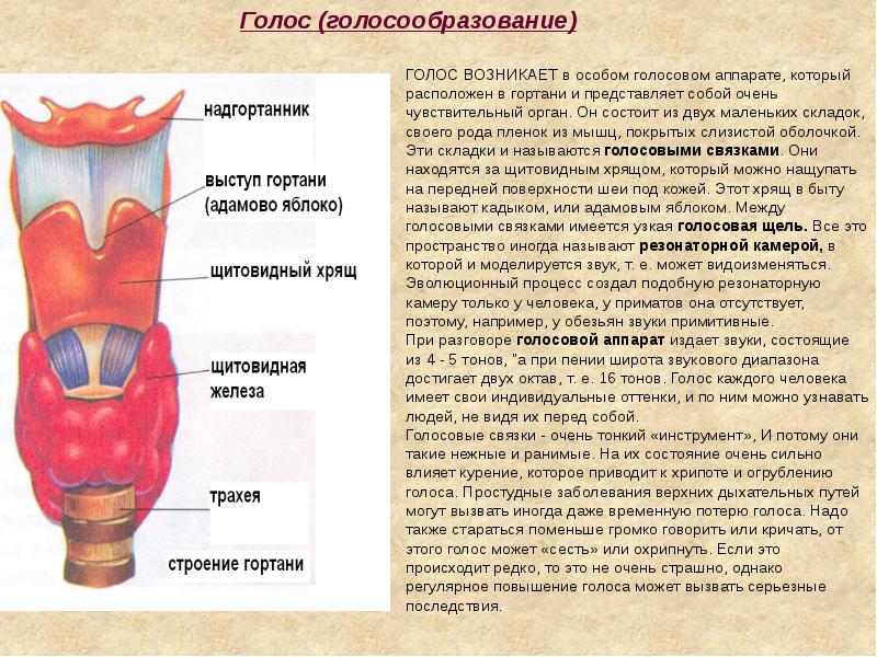 Физиология гортани презентация