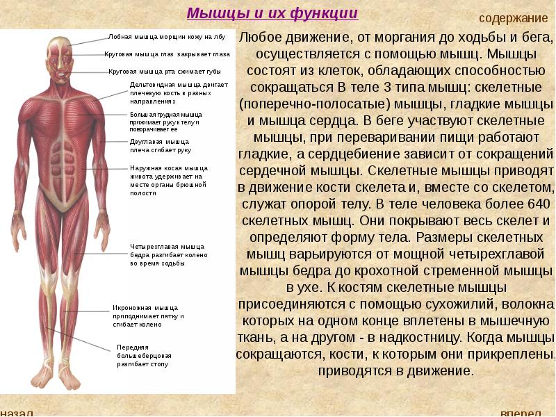 Мышечная система человека презентация