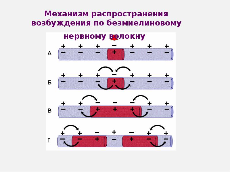 Возбуждение 3. Механизм проведении возбуждения по безмиелиновым. Распространение импульса по безмиелиновому волокну. Проведение возбуждения по безмиелиновому волокну. Механизм проведения возбуждения по безмиелиновым нервным.