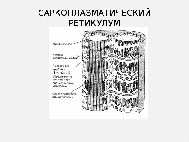 Т система. Саркоплазматический ретикулум строение. Саркоплазматический ретикулум препарат. Саркоплазматический ретикулум кардиомиоцитов. Саркоплазматический ретикулум мышечного волокна.