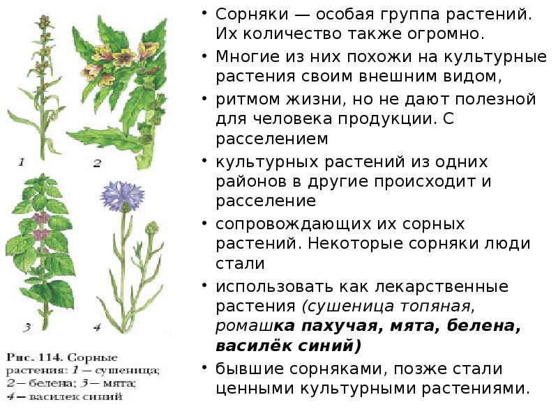 Сорняки — особая группа растений. Их количество также огромно. Сорняки —