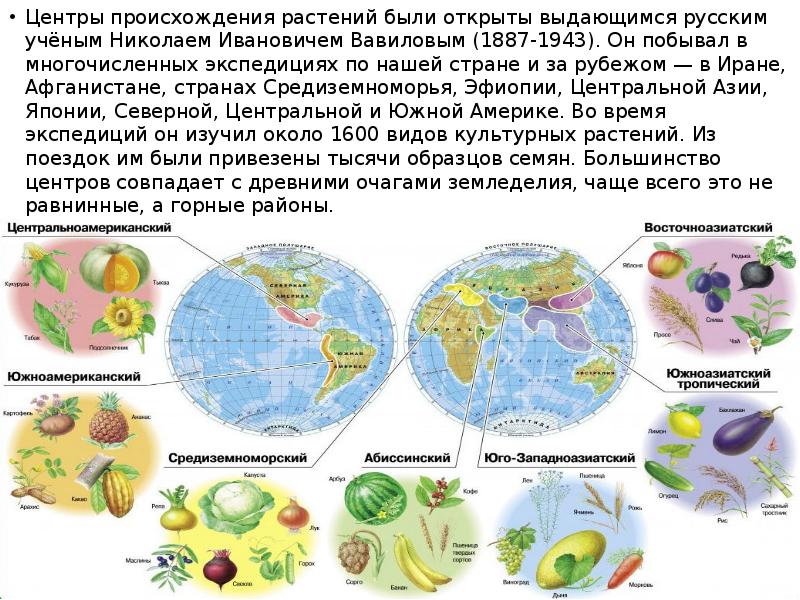 Происхождение культурных растений презентация