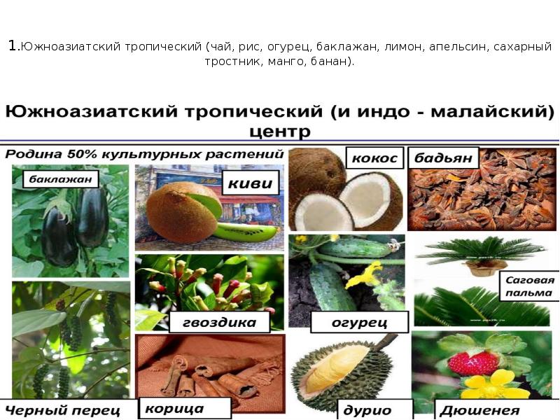 Разнообразие и происхождение культурных растений 6 класс презентация