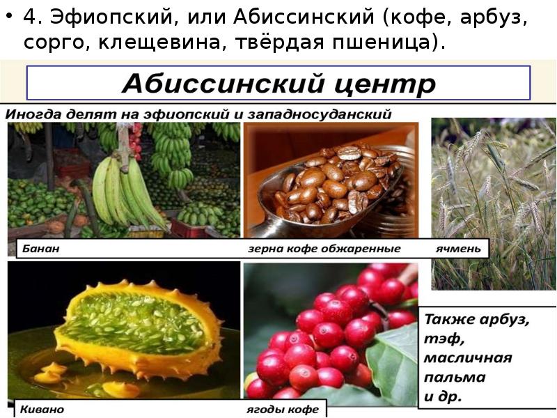 Центры происхождения культурных растений презентация 10 класс