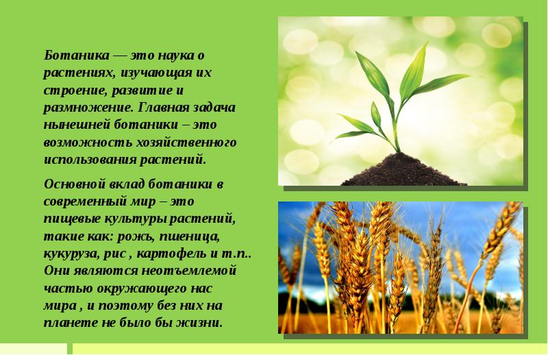 Название науки изучающей растения. Ботаника это наука. Наука о растениях. Ботаника наука о растениях. Изучение трав и растений.