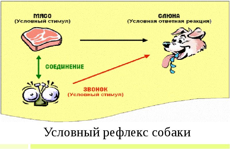 Презентация по теме условные и безусловные рефлексы