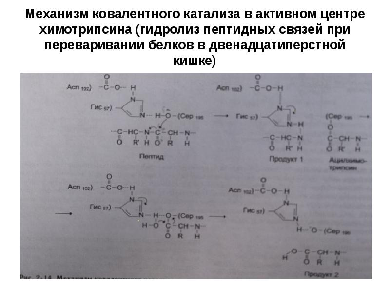 Запишите в общем виде схему реакции гидролиза белка