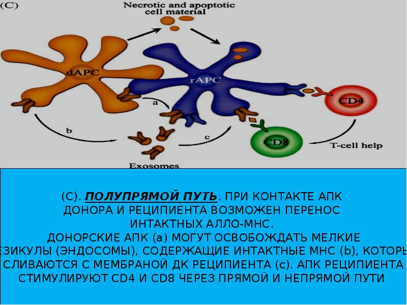 Трансплантационный иммунитет презентация