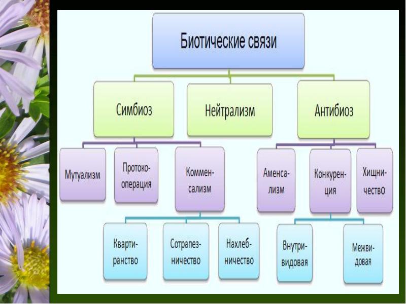 Презентация биотические взаимоотношения