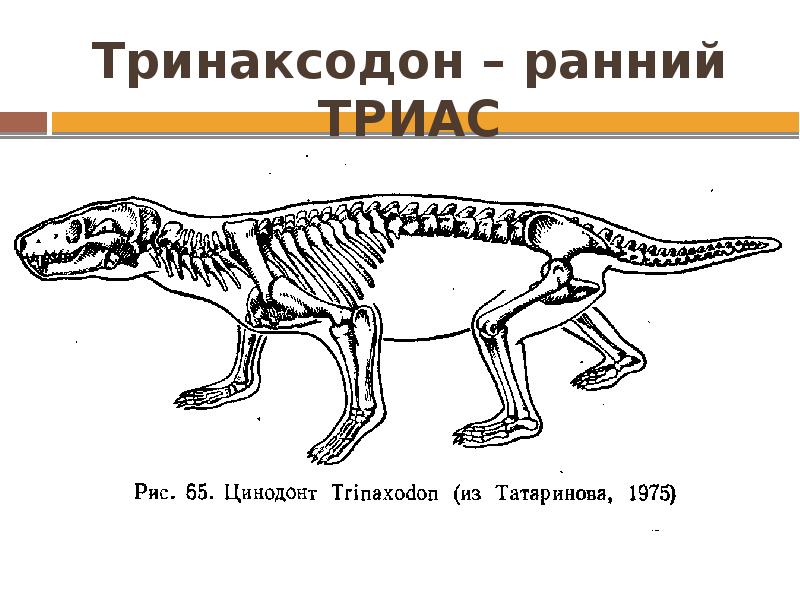 Эволюция млекопитающих схема