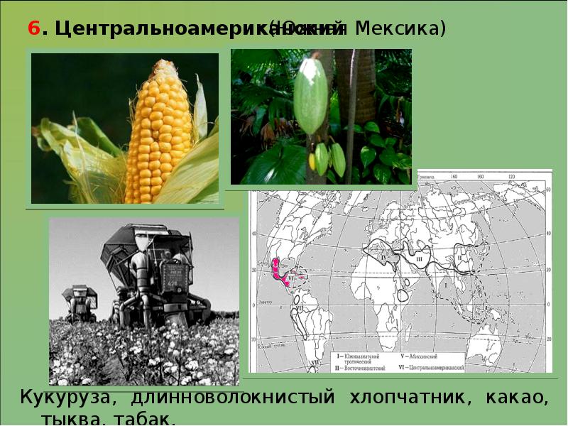 Происхождение культурных растений примеры