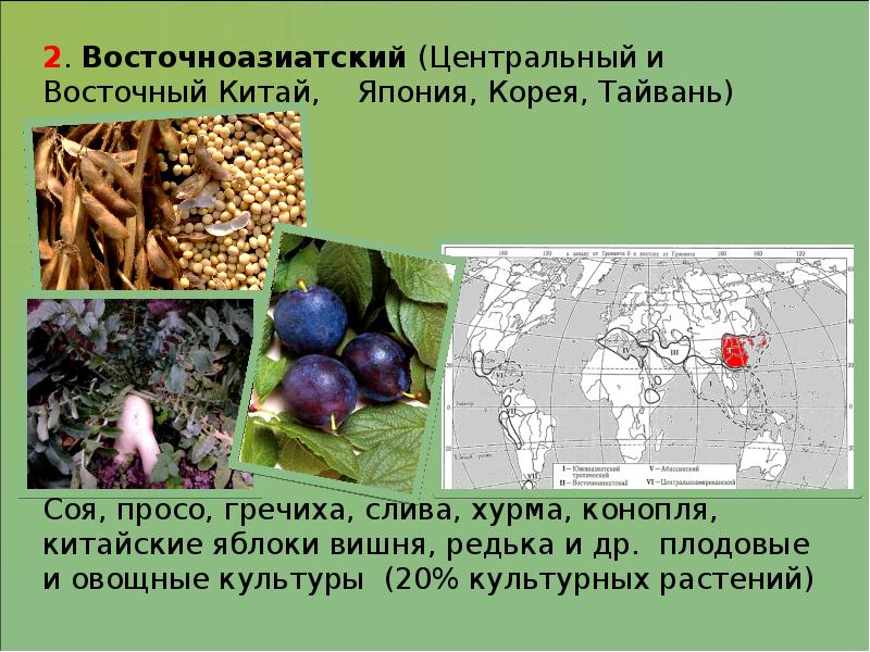 Презентация по биологии происхождение культурных растений