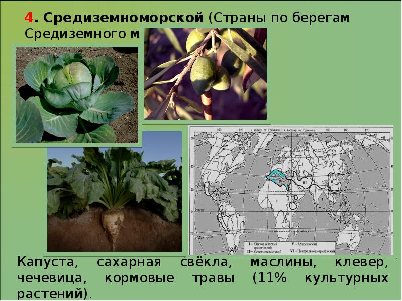 Средиземноморский центр происхождения культурных растений презентация