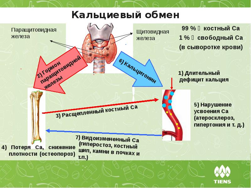 Патофизиология паращитовидных желез презентация