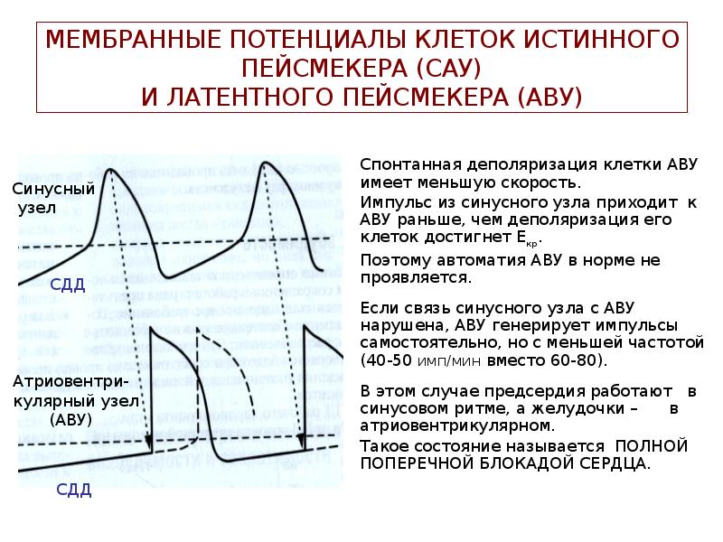 Потенциал действия пейсмекерных. Фазы потенциала действия миокарда. Спонтанная деполяризация. ЭКГ И потенциал действия. Спонтанная деполяризация синусового узла.