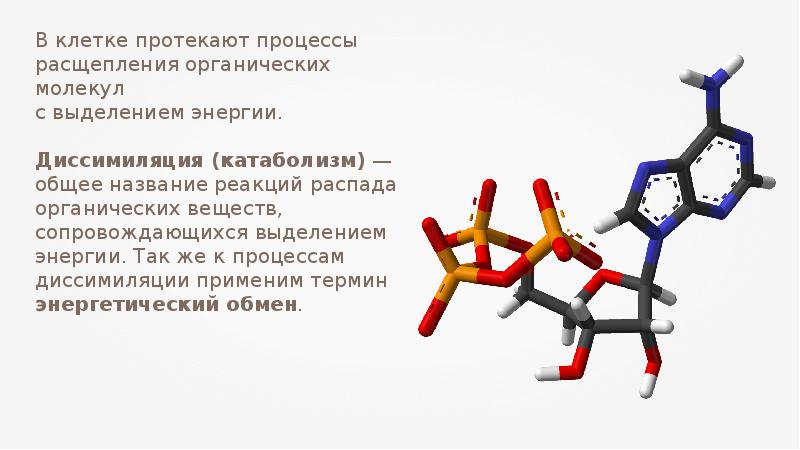 Молекулярные процессы расщепления. Молекулы органических веществ. Процесс распада органических веществ. Процесс распада органических молекул в клетках.