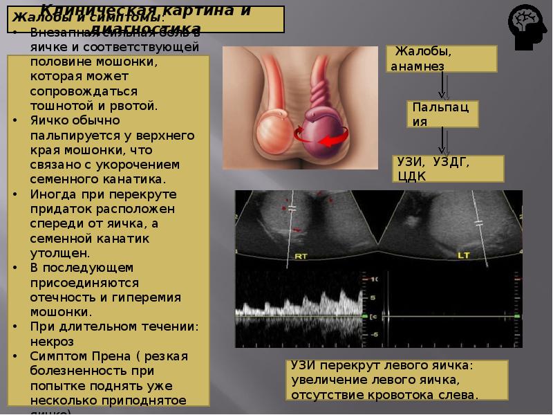 Заболевания наружных половых органов Презентацию подготовил:Студент 4-го курса