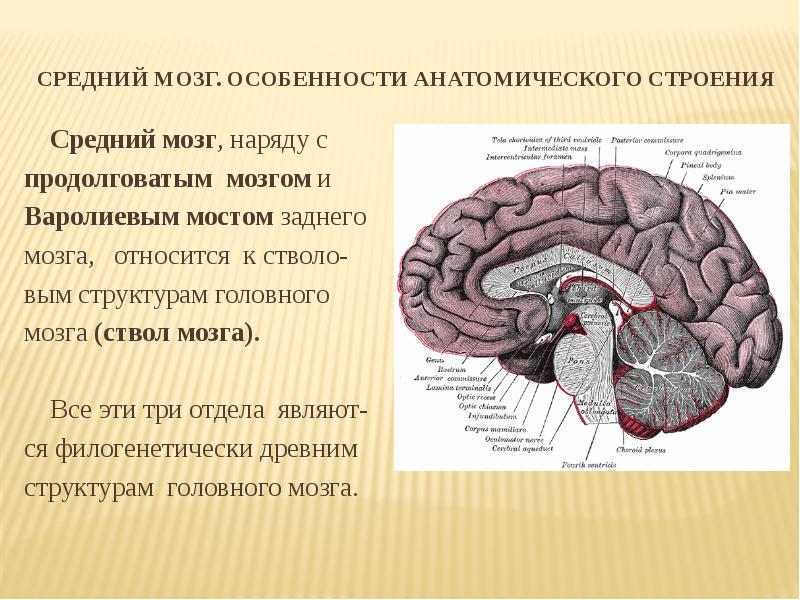 Функции структур среднего мозга. Наружное строение среднего мозга. Структура и строение среднего мозга. Строение среднего мозга и описание. Средний мозг особенности строения.