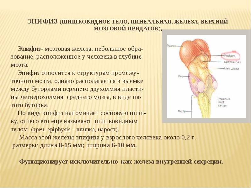 Функции железы эпифиз. Шишковидное тело строение и функции. Строение мозга эпифиз. Эпифиз выполняет функцию:. Шишковидная железа (эпифиз).