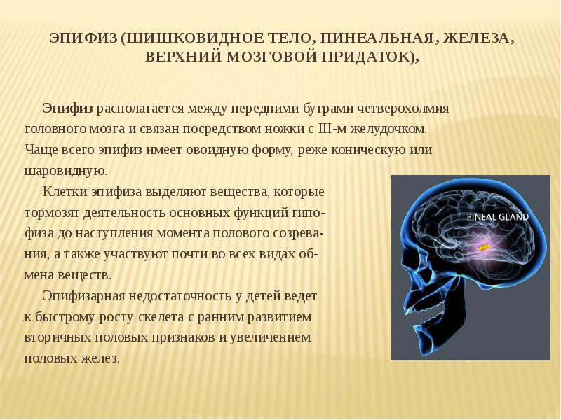 Железы головного мозга. Шишковидная железа. Эпифиз шишковидная железа. Эпифиз пинеальная железа. Железа эпифиз гиперфункция.