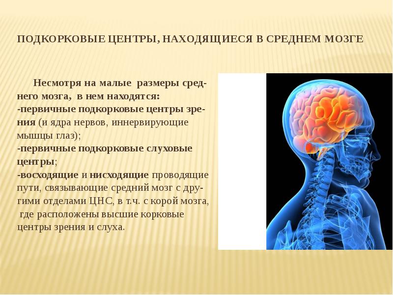 Мозг подкорковые. Подкорковые центры. Подкорковые центры находятся в. Подкорковые центры зрения и слуха находятся в мозге. Подкорковые центры зрения.