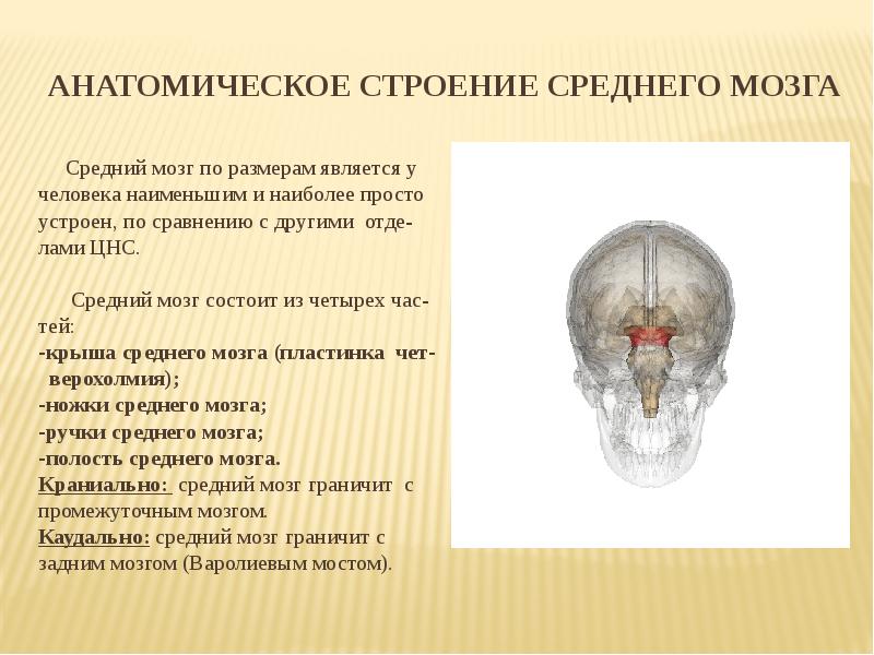 Средний стр. Внешнее строение среднего мозга анатомия. Средний мозг анатомия строение. Анатомические образования среднего мозга. Средний мозг: строение, полость, функции..