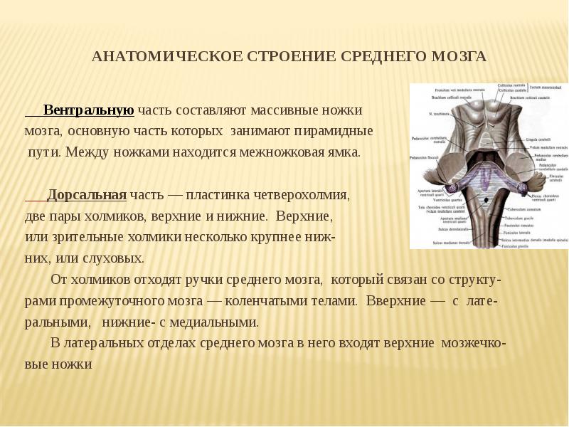 Презентация средний мозг анатомия