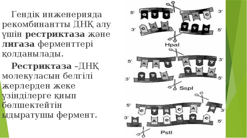 Рекомбинантты днқ алу