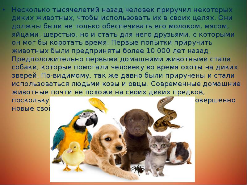 Защита Животных Фото