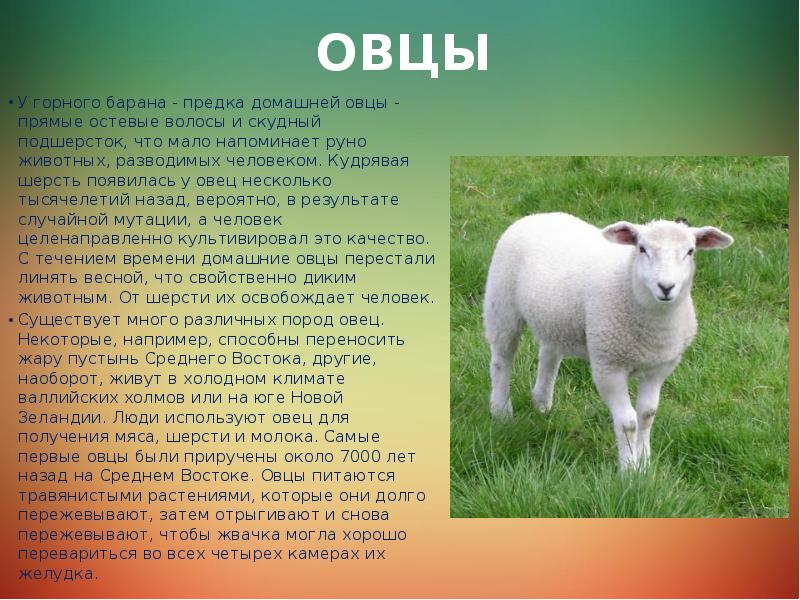 Почему овцы. Предок овцы. Предок домашней овцы. Дикие предки домашней овцы. Прирученные овцы.