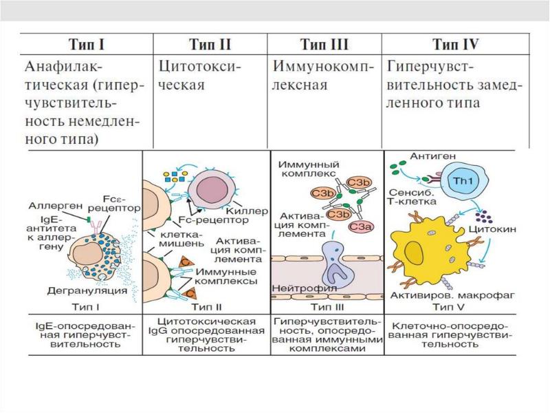 Схема гиперчувствительности 2 типа