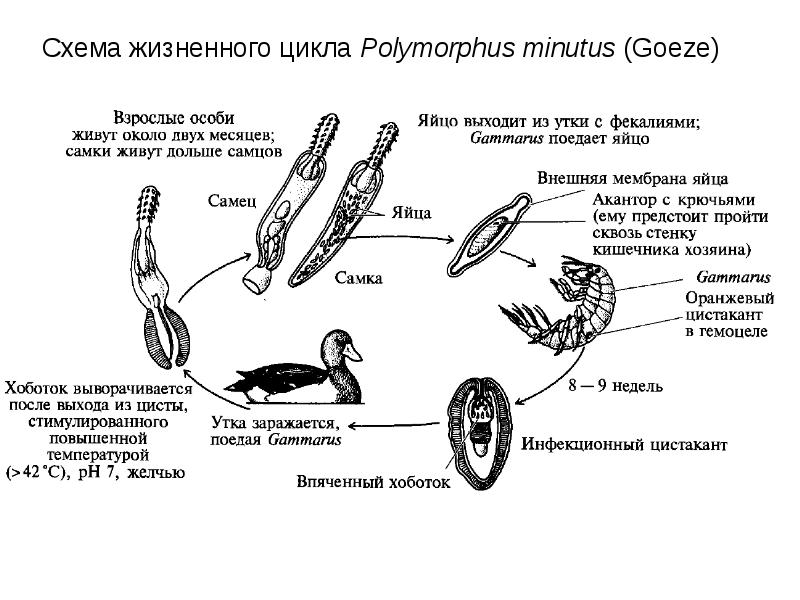 Жизненный цикл птиц схема