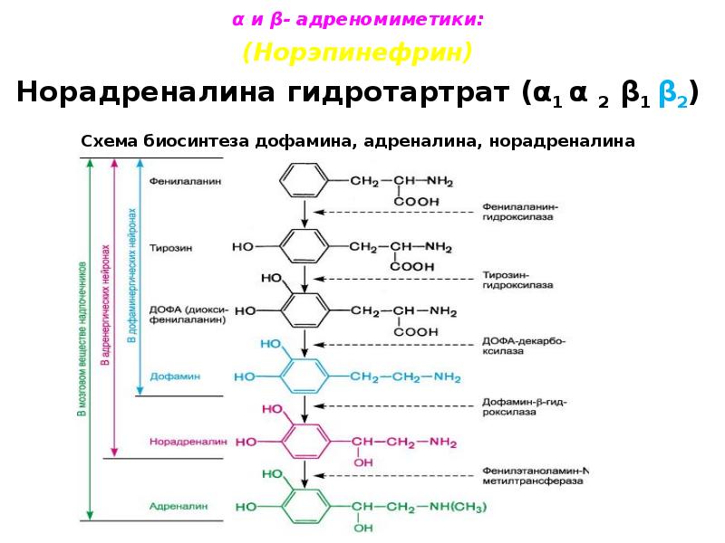 Норэпинефрин