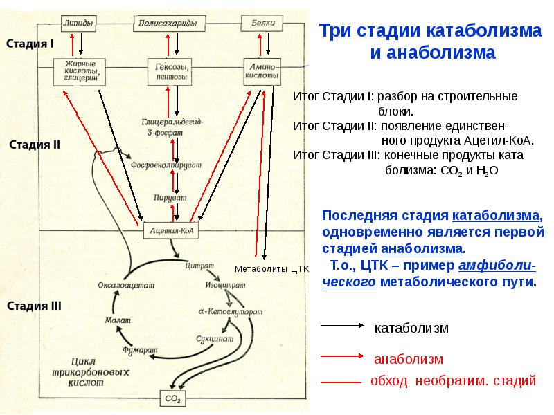 Схема взаимосвязь обмена веществ и энергии попробуйте расшифровать схему