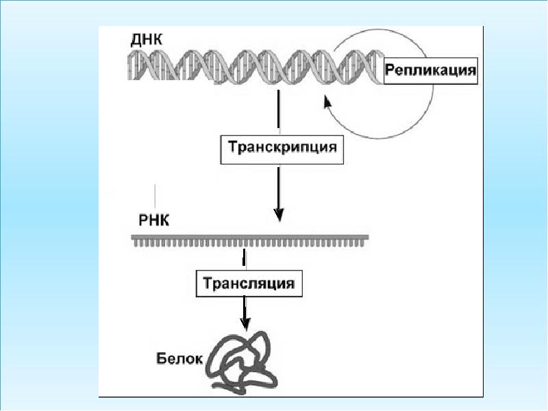 Транскрипция и трансляция схема