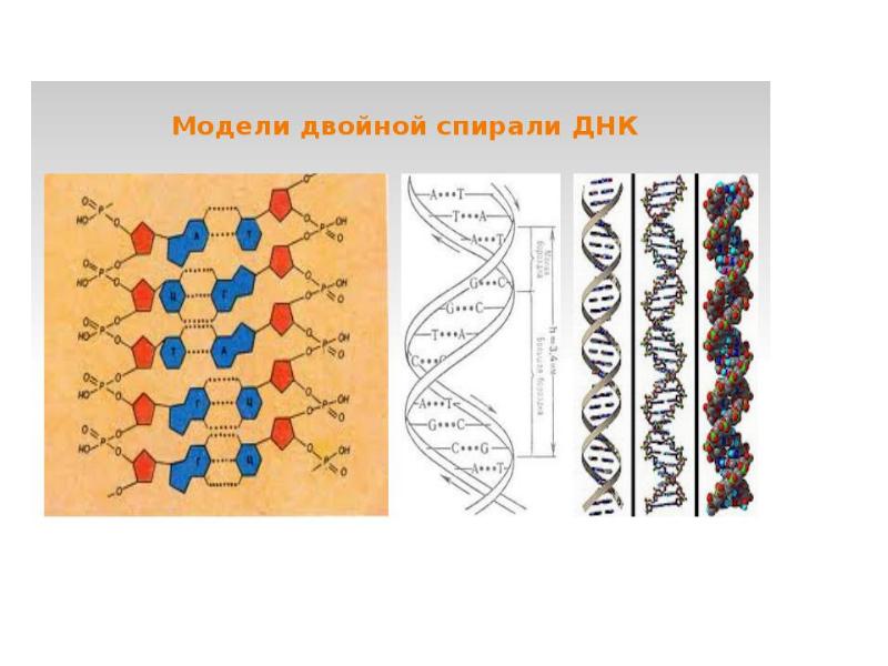 Днк рисунок биология