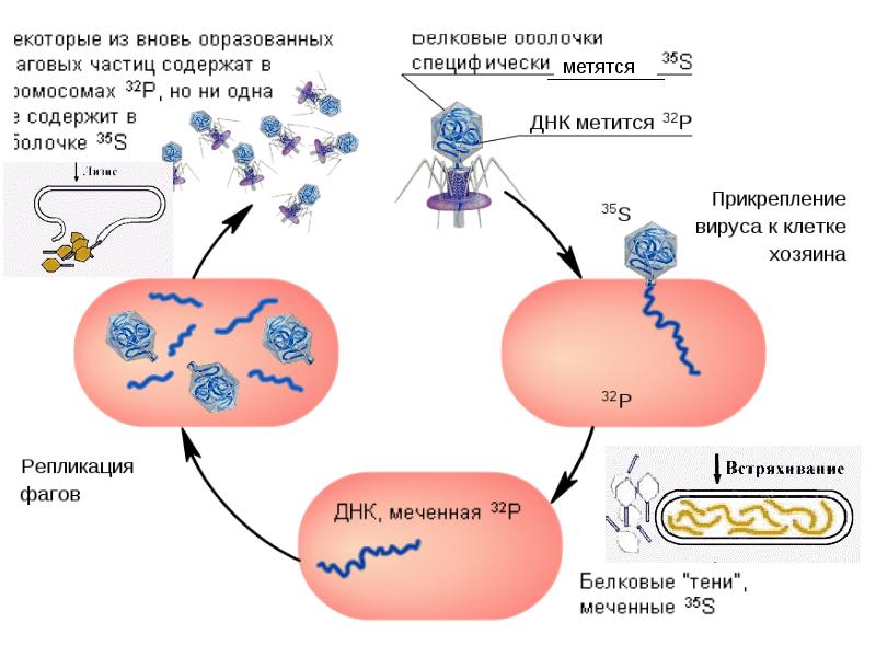 Молекулярная биология это наука изучающая. Белки фаговых частиц представлены. Биология комплексная наука. АГ биология.