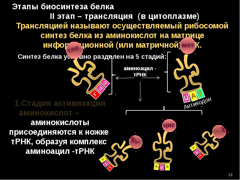 Транскрипция и трансляция. Условия биосинтеза белка. Стадии синтеза белка 5. Синтез белка таблица.